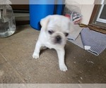 Small Photo #9 Pug Puppy For Sale in SEATTLE, WA, USA