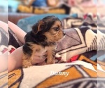Small Photo #10 Shorkie Tzu Puppy For Sale in SCOTTSDALE, AZ, USA