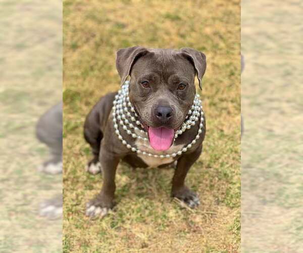 Medium Photo #4 American Pit Bull Terrier-Unknown Mix Puppy For Sale in McKinney, TX, USA