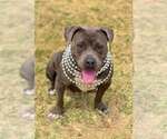 Small #3 American Pit Bull Terrier Mix