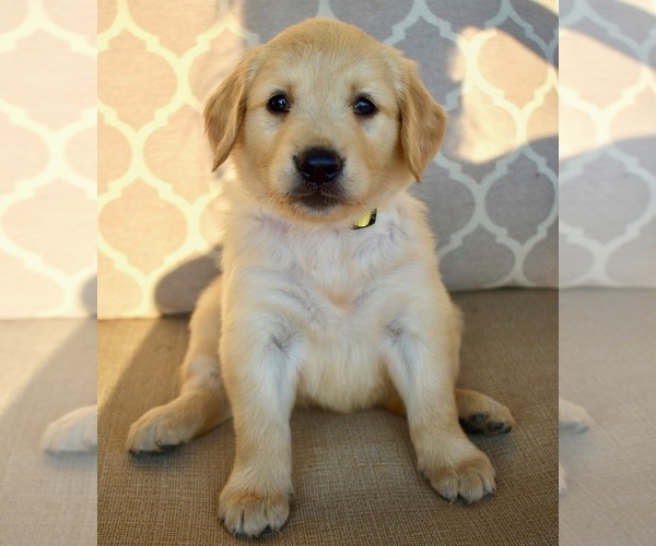 Medium Photo #1 Golden Retriever Puppy For Sale in FORDLAND, MO, USA
