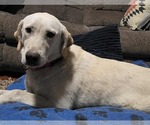 Small #14 Labrador Retriever Mix