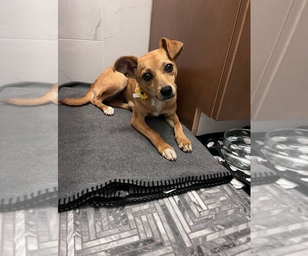 Medium Photo #3 Chihuahua-Unknown Mix Puppy For Sale in Calgary, Alberta, Canada