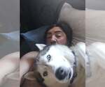 Small #2 Siberian Husky