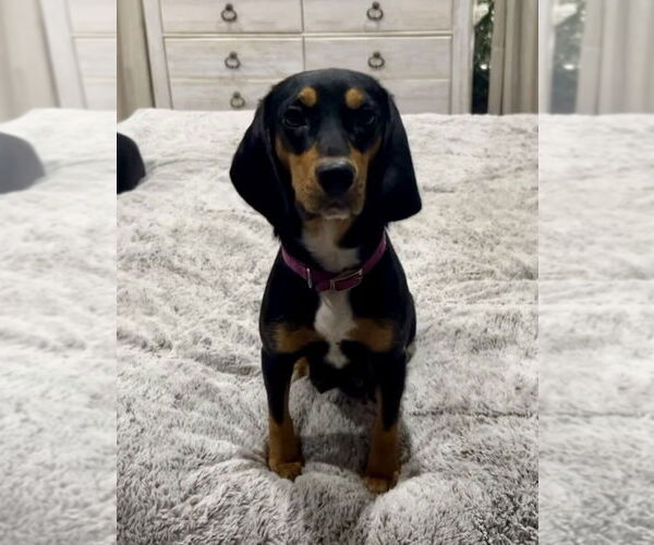 Medium Photo #4 Doxle Puppy For Sale in Mooresville, NC, USA