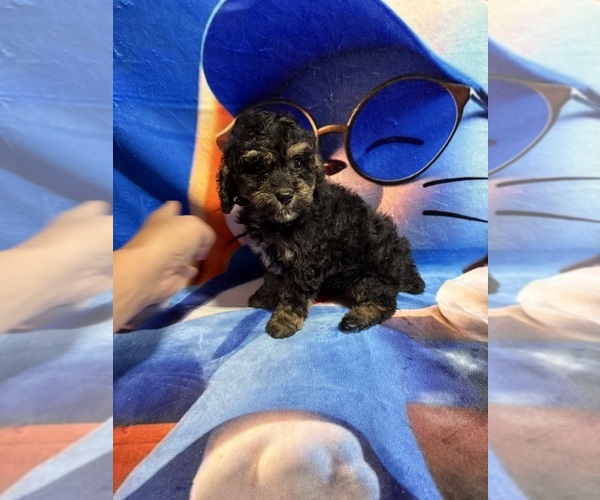 Medium Photo #3 Poodle (Miniature) Puppy For Sale in MUNFORDVILLE, KY, USA