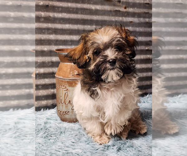 Medium Photo #6 Havapoo Puppy For Sale in CAPAC, MI, USA