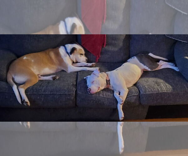 Medium Photo #4 American Pit Bull Terrier-Unknown Mix Puppy For Sale in Strongsville, OH, USA