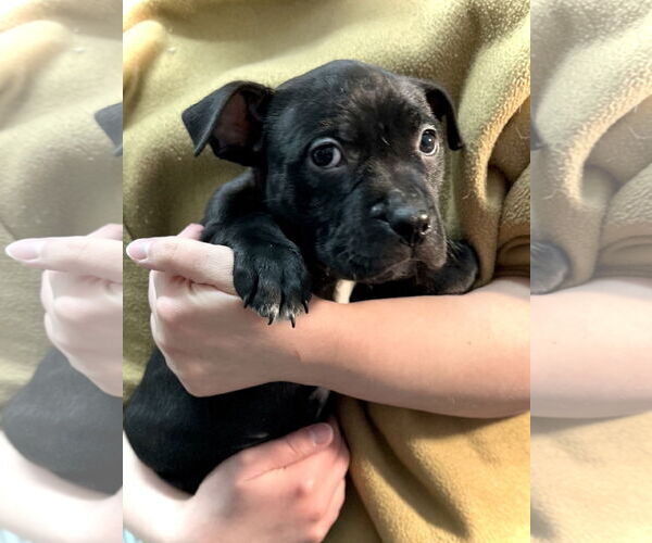 Medium Photo #3 Boxer-Unknown Mix Puppy For Sale in Estherville, IA, USA
