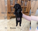 Puppy Bronco Shih Apso