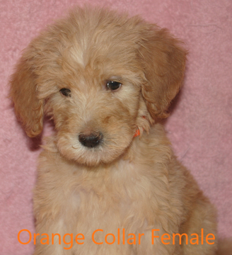Medium Photo #1 Goldendoodle Puppy For Sale in DAVENPORT, FL, USA