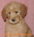 Small Photo #1 Goldendoodle Puppy For Sale in DAVENPORT, FL, USA