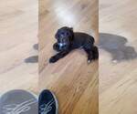 Small Photo #13 Cocker Spaniel Puppy For Sale in FORSYTH, GA, USA
