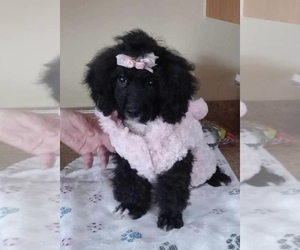 Poodle (Miniature) Puppy for sale in MATTOON, IL, USA
