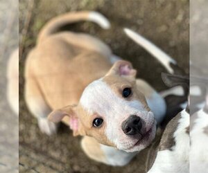 American Pit Bull Terrier Dogs for adoption in Placerville, CA, USA