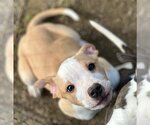 Small Photo #1 American Pit Bull Terrier Puppy For Sale in Placerville, CA, USA