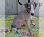 Small Italian Greyhound