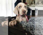 Small Photo #23 Weimaraner Puppy For Sale in FITZGERALD, GA, USA
