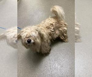Poodle (Miniature)-Unknown Mix Dogs for adoption in Las Vegas, NV, USA