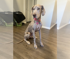 Great Dane Puppy for sale in IRVING, TX, USA