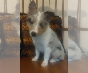 Shetland Sheepdog Puppy for sale in REPUBLIC, MO, USA