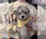 Small #3 Maltipoo (Miniature)