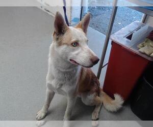 Siberian Husky Dogs for adoption in San Bernardino, CA, USA