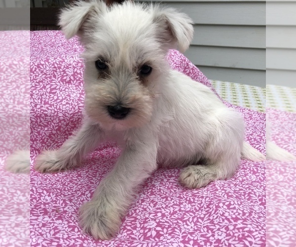 Medium Photo #5 Schnauzer (Miniature) Puppy For Sale in GOSHEN, IN, USA
