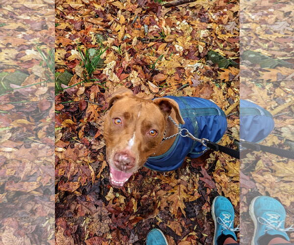 Medium Photo #3 Mutt Puppy For Sale in Landenberg, PA, USA