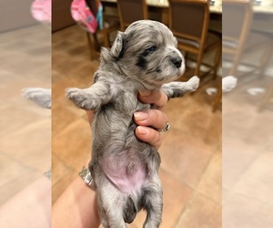 Maltipoo (Toy) Puppy for sale in CARLSBAD, CA, USA