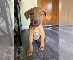 **JASPER** - Male Labrador Retriever-Unknown Mix Dog for Adoption - Photo #2