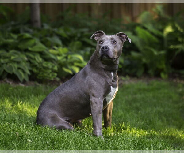 Medium Photo #4 American Pit Bull Terrier-Unknown Mix Puppy For Sale in Farmington, MN, USA