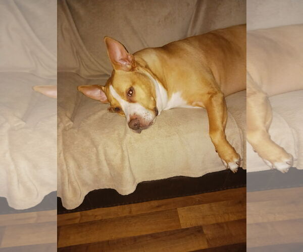 Medium Photo #3 Staffordshire Bull Terrier-Unknown Mix Puppy For Sale in Harrison, AR, USA