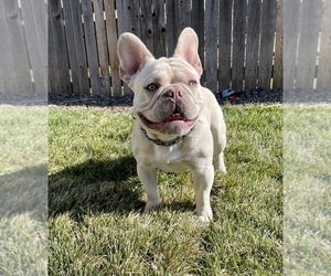 Father of the French Bulldog puppies born on 02/10/2025
