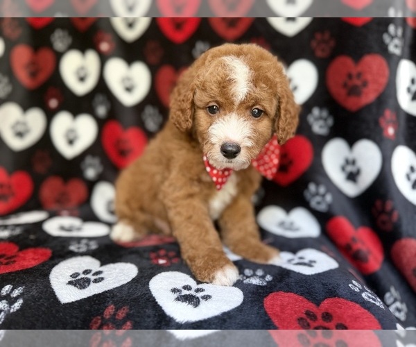 Medium Photo #8 Cavapoo Puppy For Sale in LAKELAND, FL, USA