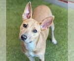 Small American Pit Bull Terrier Mix