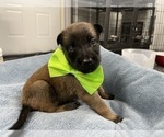 Small Photo #114 Belgian Malinois Puppy For Sale in REESEVILLE, WI, USA