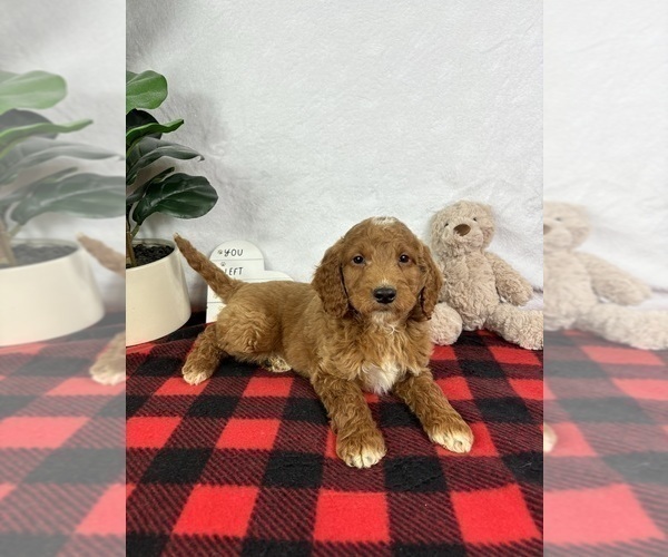 Medium Photo #4 Goldendoodle (Miniature) Puppy For Sale in GREENFIELD, IN, USA
