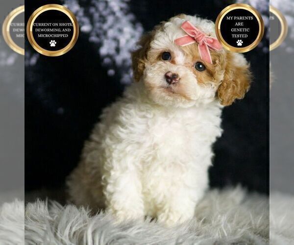 Medium Photo #16 Maltipoo Puppy For Sale in WARSAW, IN, USA