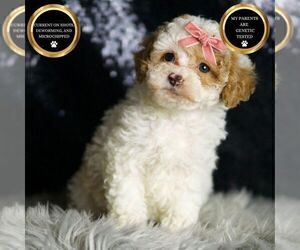 Medium Maltipoo