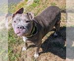 Small #1 American Pit Bull Terrier