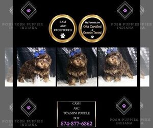 Poodle (Toy) Puppy for sale in WARSAW, IN, USA