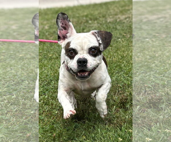 Medium Photo #5 Bulldog-Unknown Mix Puppy For Sale in Virginia Beach, VA, USA