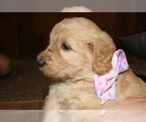 Goldendoodle-Poodle (Standard) Mix Puppy for Sale in URBANA, Indiana USA