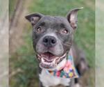 Small American Staffordshire Terrier Mix