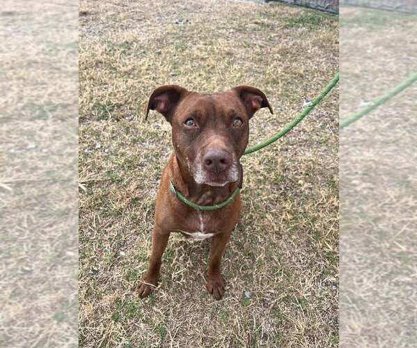 Medium Photo #4 Mutt Puppy For Sale in Abbeville, LA, USA