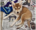 Chianti - Female Siberian Husky Dog for Adoption - Small photo