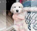 Puppy Brown ear Great Pyrenees