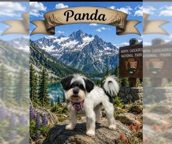 Medium Photo #6 Shih Tzu Puppy For Sale in Arlington, VA, USA
