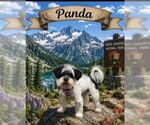 Small #5 Shih Tzu